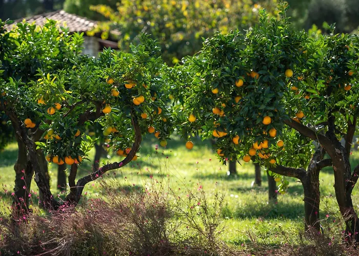 Canvas By Mitsis Alexander The Great Hotel 4*